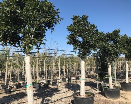 Ficus australis 20/25